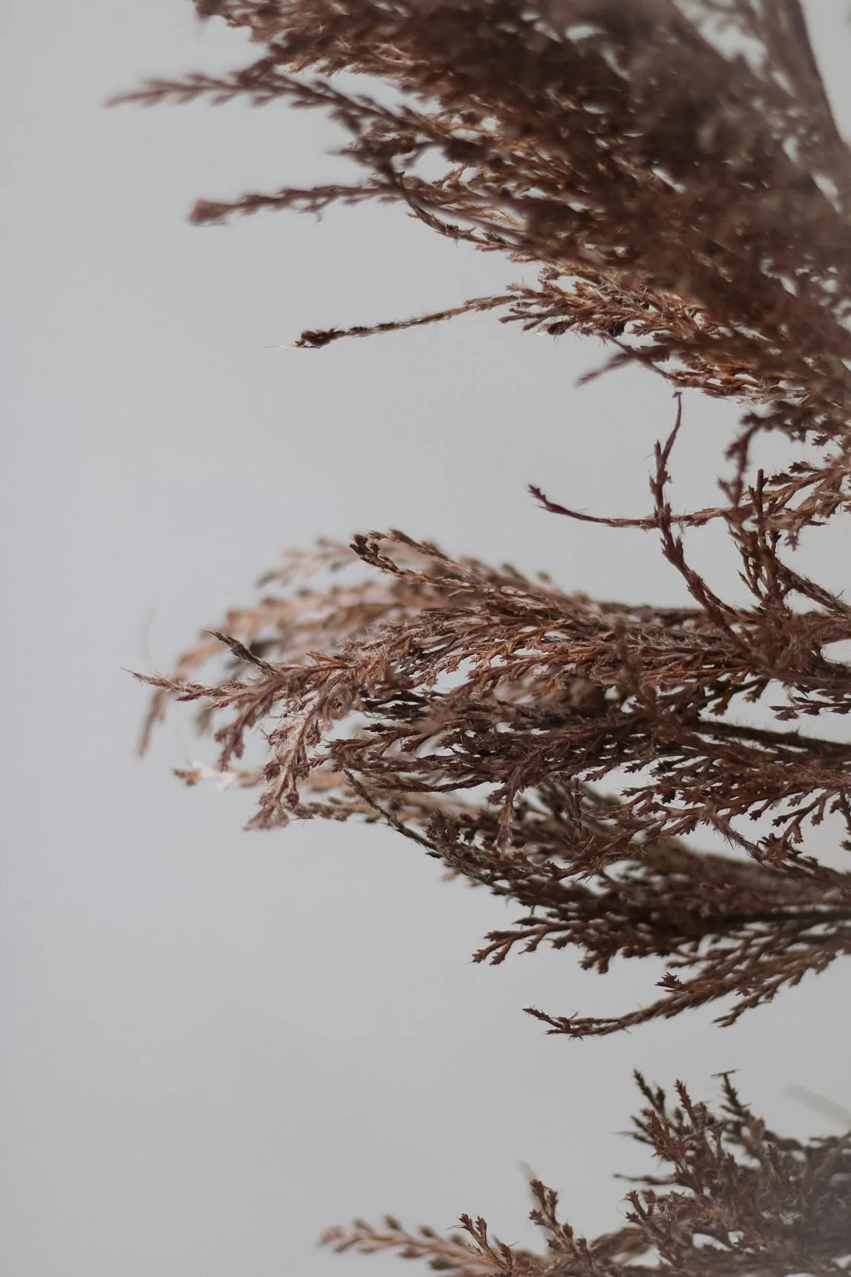 Faux Deep Brown Reed Spray