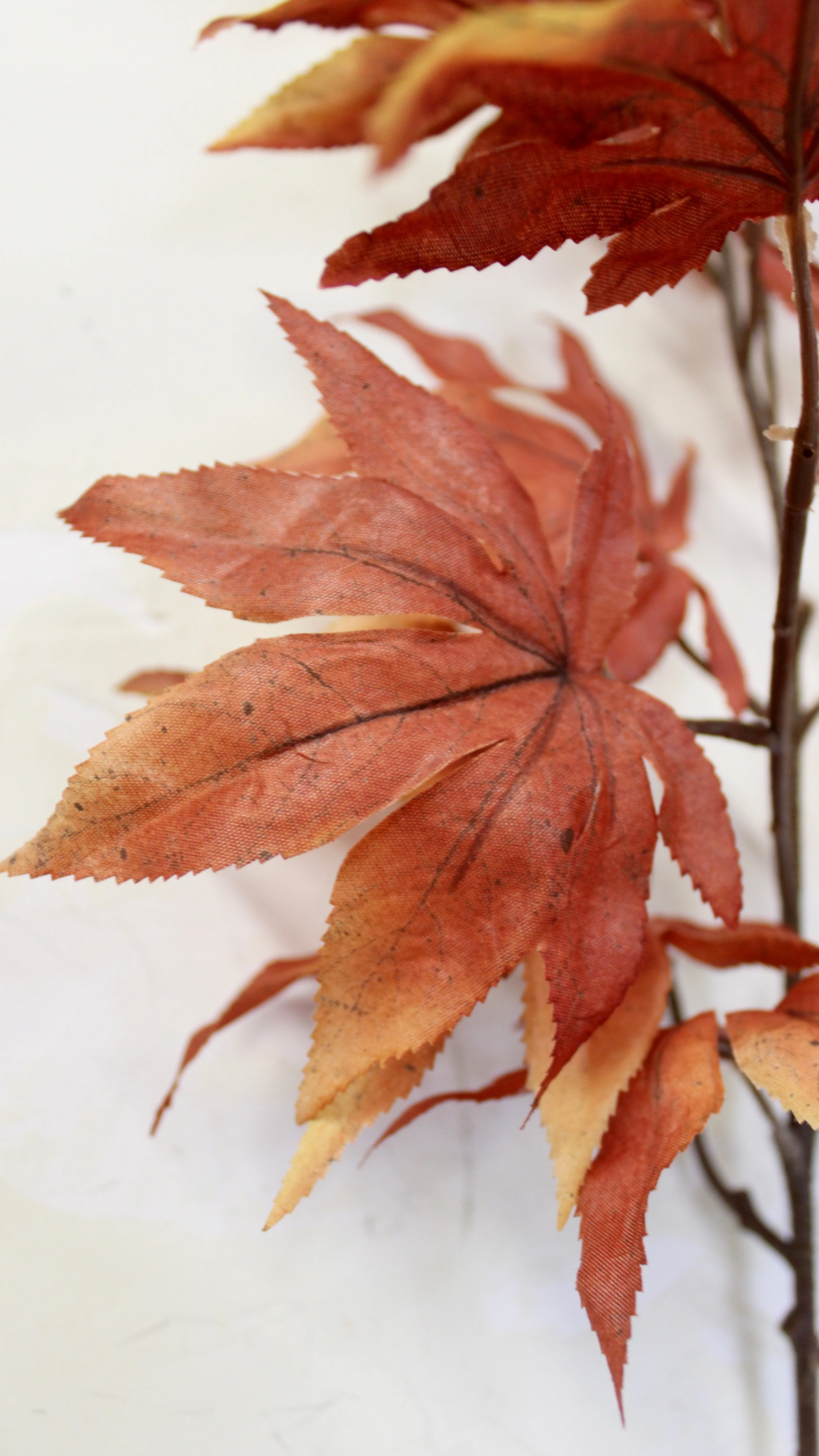 Japanese Maple Spray