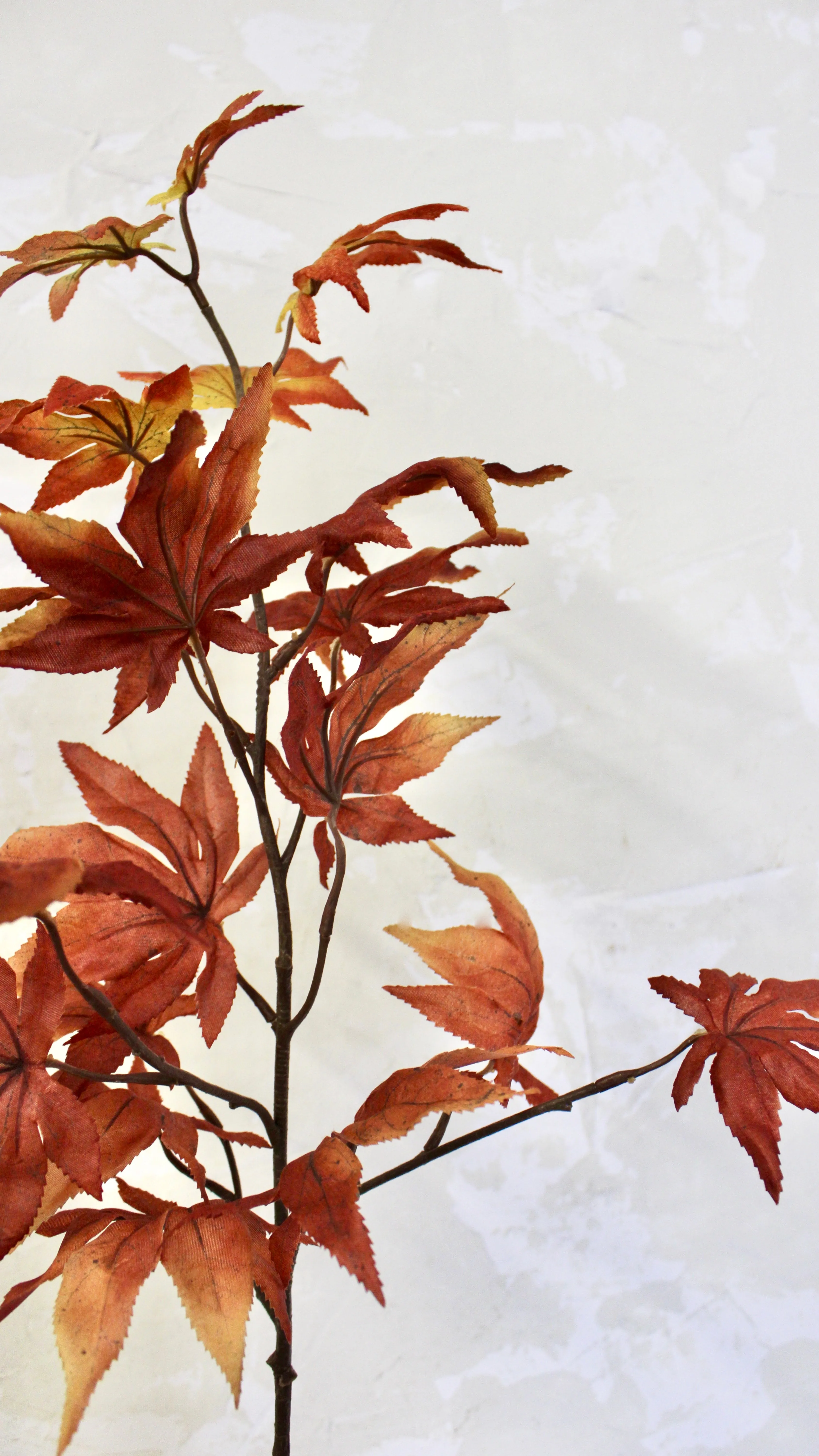 Japanese Maple Spray
