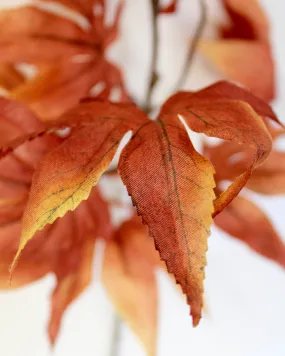 Japanese Maple Spray