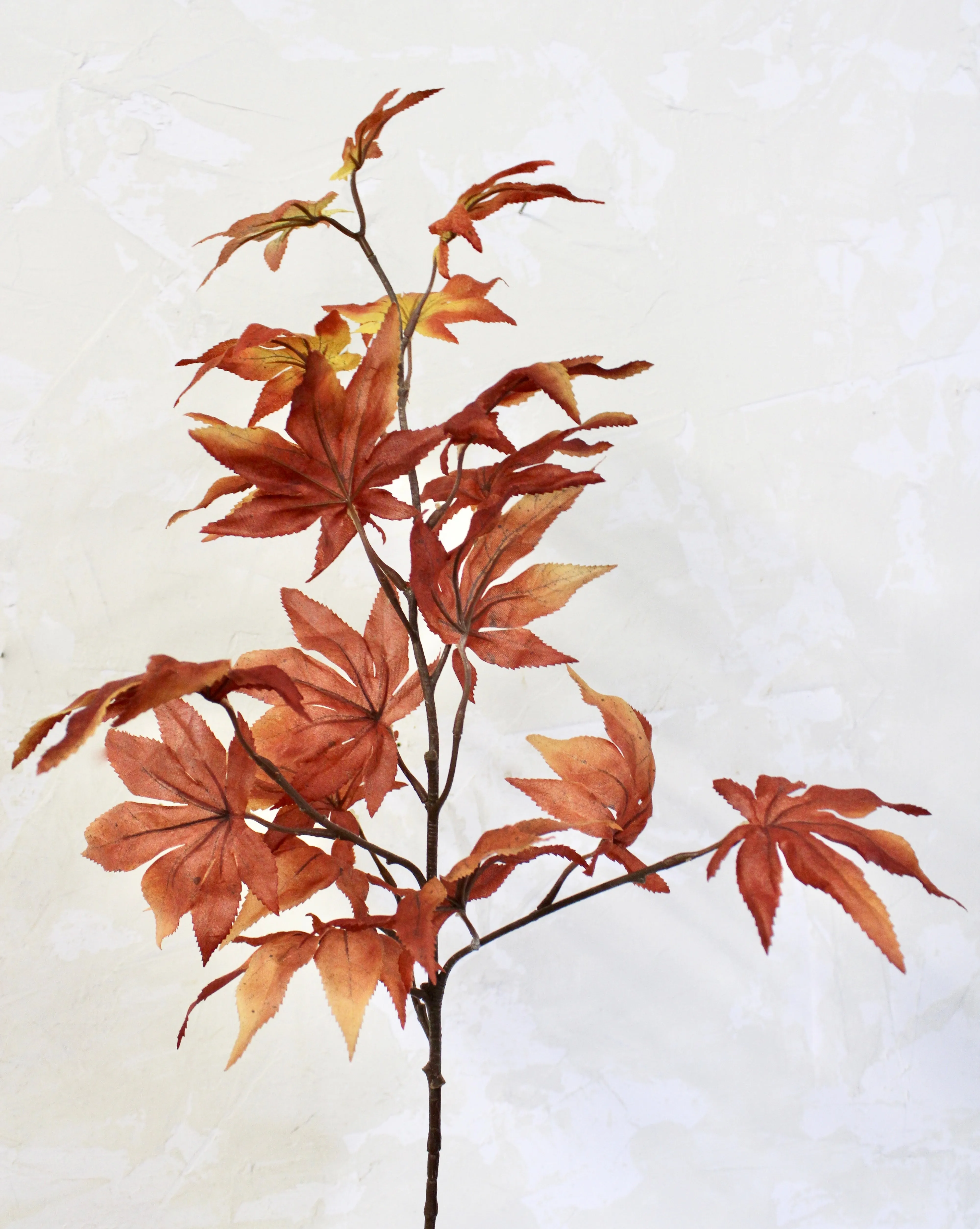Japanese Maple Spray