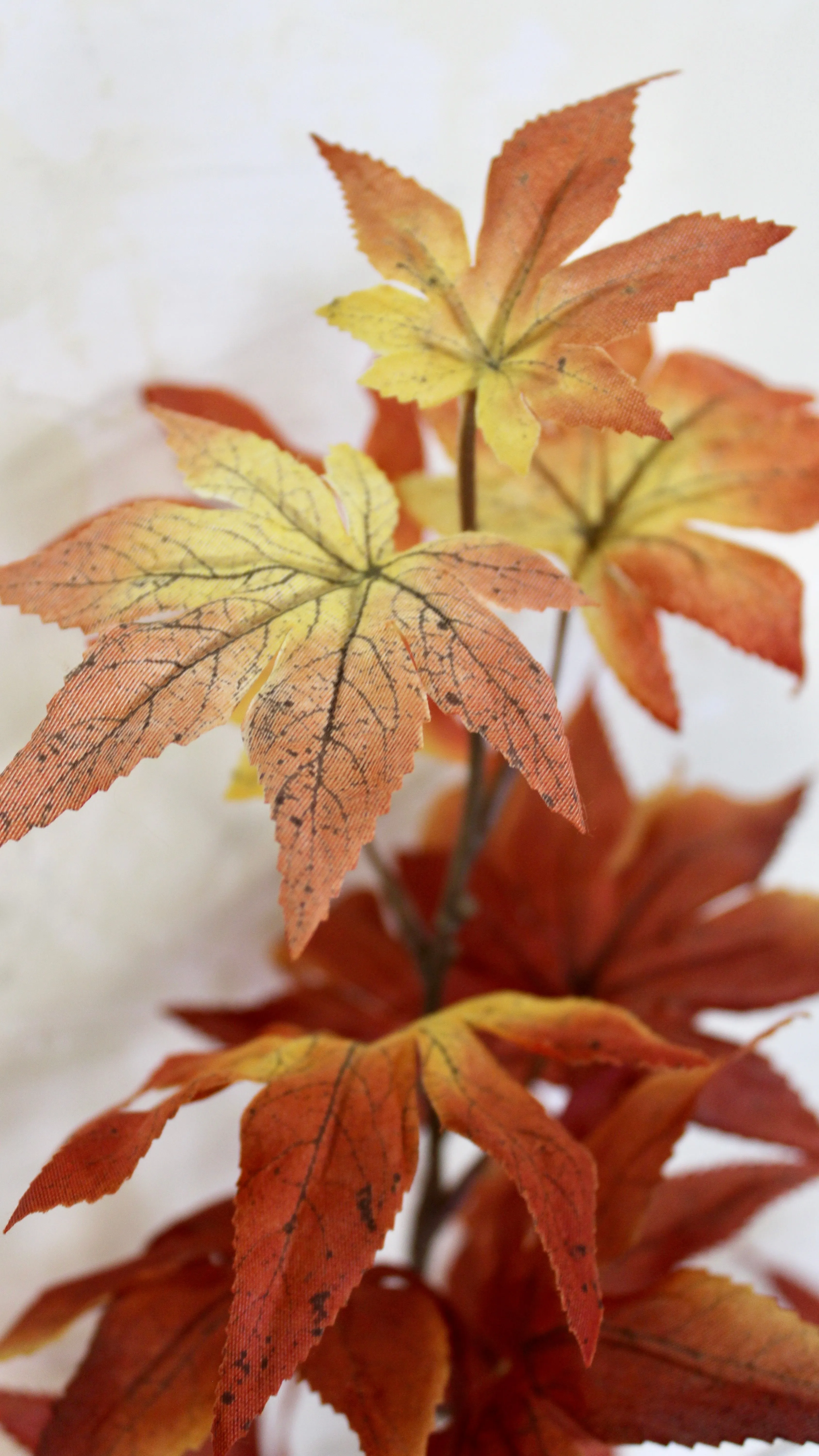 Japanese Maple Spray